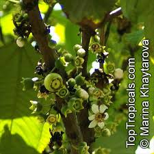 Image result for Bellucia