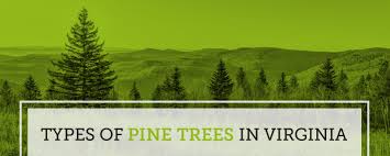 The table above shows the tree's growth per day. What Types Of Pine Trees Grow In Virgina Va Pine Trees