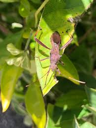 Image result for Burttia prunoides