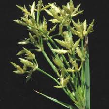 Image result for Cyperus denudatus