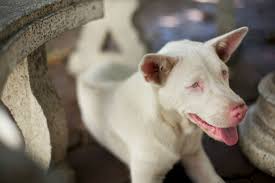 An Albino Dog In Thailand The Blue Eyes On This Dog Are More Similar To The Kind Of Albino Seen In White Dobermans Animaux Albinos Chien Animaux