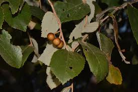 Image result for Grewia monticola