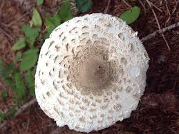 La Coulemelle Ou La Lepiote Elevee Lepiote Champignon Aveyron