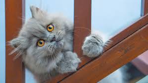 Grey persian little fluffy maine coon kitten sits and paws the door window and waits for the owner. Characteristics And Care Of Persian Cats Lovetoknow