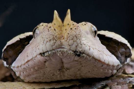 Gaboon Viper (Bitis gabonica) | about animals