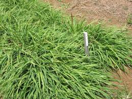 Image result for Urochloa jubata