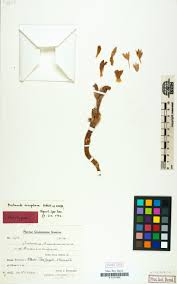 Image result for Alectra orobanchoides