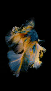 Pin By Nicole Leblanc On Erik Live Fish Wallpaper Fish Wallpaper Ios Wallpapers