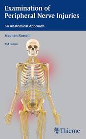 Nerve synonyms, nerve pronunciation, nerve translation, english dictionary definition of nerve. Neurosurgery Examination Of Peripheral Nerve Injuries An Anatomical Approach