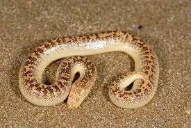 It spends the day buried in the sand. Arabian Sand Boa Eryx Jayakari Inaturalist