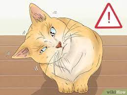 They may present with a head tilt, inability to walk in a straight line, have a droopy eyelid or the third eyelid may partially cover the eye. How To Diagnose And Treat Aural Polyps In Cats 11 Steps