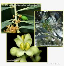 About the author sarah6 brisbane 6th may 2009 1:55pm #userid: Flowers And Fruits Of Olive Tree Olive Flowers To Fruit Free Transparent Png Download Pngkey