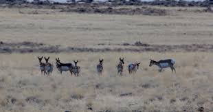 Image result for Little Catnip Spring - Sheldon Refuge Winnemucca NV
