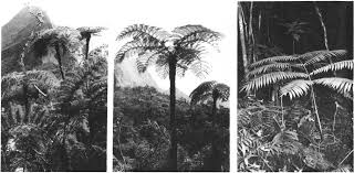 Image result for Elaphoglossum macropodium