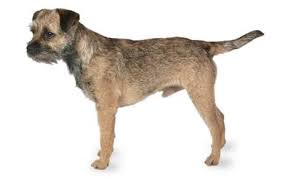 border terrier dog breed information pictures