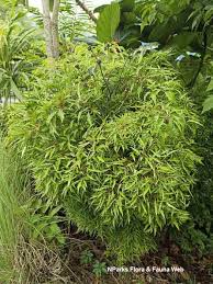 Image result for Polyscias fruticosa