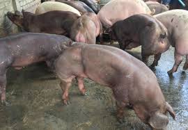 Résultat de recherche d'images pour "벨지안 블루"