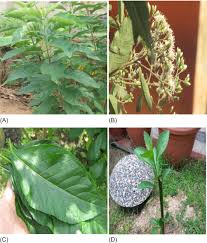 Image result for Vernonia amygdalina