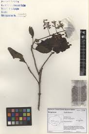 Image result for Cordia alliodora