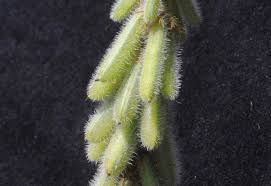 Image result for Indigofera astragalina