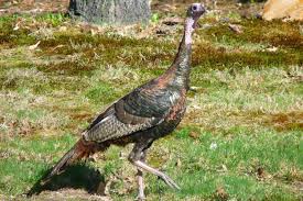 We did not find results for: Everything To Know About Wild Turkeys