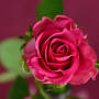 Profile Picture of Tribute for Josephine Cicchetti - Bryant Funeral Home (@bryantfh.com) on Google