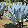 Mature plants send up a spectacular flowering stalk, up to 10 ft. 1