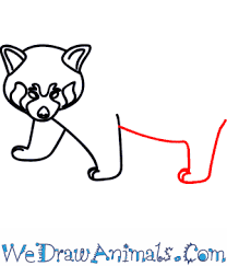 How To Draw A Red Panda How to draw a panda with a pencil. how to draw a red panda