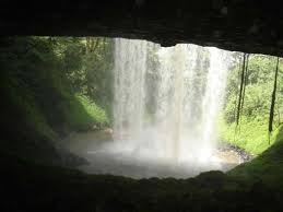 Image result for Aneilema spekei