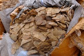 We did not find results for: Das Meistgeschmuggelte Saugetier 9 Fakten Zum Pangolin