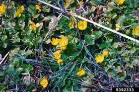 Image result for Lysimachia tenuicaulis