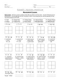 It is a fun, engaging and effective tool to get your children interested in biology and learning about the genetic code. Punnett Square Monohybrid Worksheets Squares Genetics Practice Problems Worksheet Crosses Multiplication Grade 1 Plus And Minus Kumon Preschool Free 1st Esl 5th Geometry Calamityjanetheshow