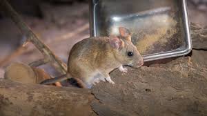 Do it yourself pest control. Tucson Pest Control Since 1974 University Termite Pest Control