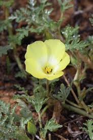 Image result for Grielum