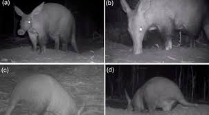 Image result for Cucumis humifructus