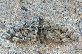 Image result for Eupithecia lanceata