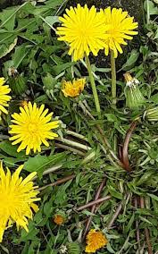 Image result for Taraxacum sp.
