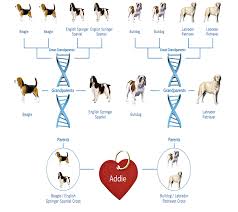 dog dna tests what you should know fortune