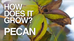 Maybe you would like to learn more about one of these? Pecan How Does It Grow Youtube