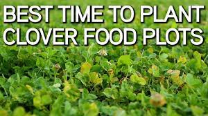 This will be early march if clover is planted alone, or early february if clover is mixed with. Best Time To Plant Clover Food Plots Youtube