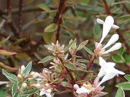 Abelias are named after dr. Plantfiles Pictures Abelia Glossy Abelia Variegated Abelia Silver Anniversary Abelia X Grandiflora By Htop