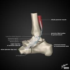 Foot arthritis, nerve & tendon issues. Tibialis Posterior Tendon Anatomy Diagram Radiology Case Radiopaedia Org