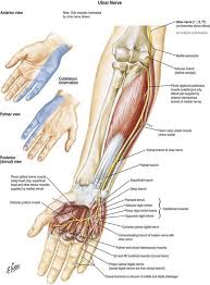 Image result for Normal Anatomic Position of the Hand and Wrist