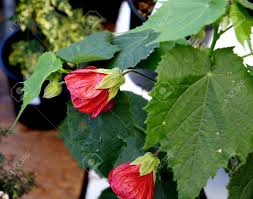We did not find results for: Chinese Lantern Red Flowering Maple Abutilon Hybridum Nabob Stock Photo Picture And Royalty Free Image Image 27791915