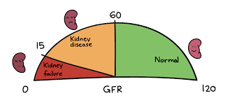 Glomerular Filtration Glomerulus Renal Physiology