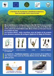 La Posidonie Posidonia Oceanica Est Cellule De Communication Du Parc National Du Gouraya Facebook