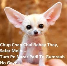 Unique Whatsapp Funny Status Messages Quotes For Girl Boy In Hindi Cute Animals Cute Baby Puppies Animals