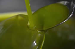 Huile D Olive Extravierge Merlini Toscane Italie Notre Huile D Olive Olio Extravergine Merlini Toscana Vendita Diretta E On Line Di Ottimo Olio Extravergine Di Oliva Toscano Ricco Di Polifenoli