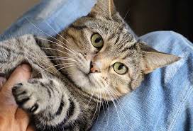 Why Do Cats Purr Pets Happy Hour Why Do Cats Purr Cat Facts Cat Purr