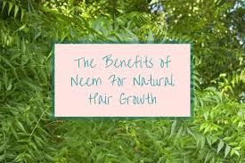 Meaning that it assists the hair to keep the moisture within the hair. The 9 Benefits Of Using Neem On Natural Hair Loving Kinky Curls